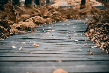 Old wooden pathwalk in the autumn park