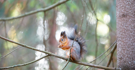 Gray squirrel on a tree branch
