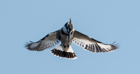 Pied Kingfisher at Keoladeo Bird Sanctuary