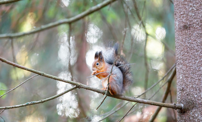 Gray squirrel on a tree branch