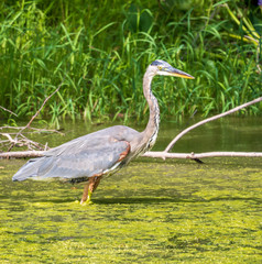 Great blue heron standing in algae-covered water