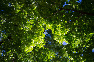Green tree foliage background