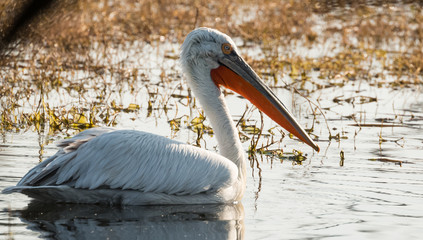 Dalmatian Pelican at Keoladeo Bird Sanctuary
