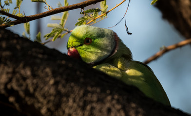 Rose Ringed Parakeet at Keoladeo Bird Sanctuary