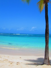 Fototapeta na wymiar Une plage avec un cocotier et la mer paradisiaque sous un ciel sans nuage