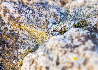 Beautiful picture of the natural colorful textured stone background with wild grasses with the sunset's rays on the grasses and blur of its part