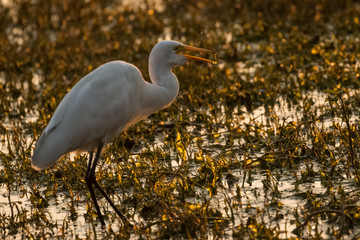 Intermediate Egret bird at Keoladeo Bird Sanctuary