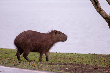 capivara