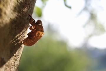 insect skin on tree