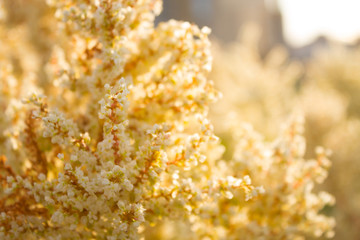Pastel colored flowers