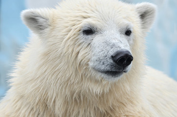 Obraz na płótnie Canvas polar bear 
