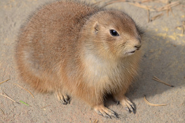 portrait of prairie dog