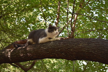 cat on a tree
