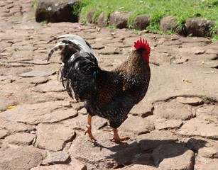 A rooster roaming freely through Square Província de Shiga in Porto Alegre, Brazil.