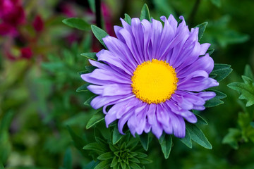 A purple alpine aster flower