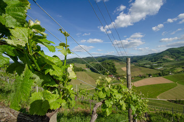 Fototapeta na wymiar wunderschöne Landschaft in den Weinbergen bei dem Schloß Staufenberg in Durbach