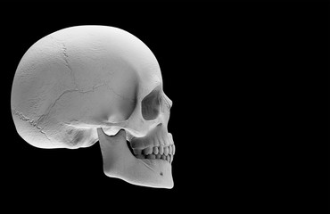 Obraz premium 3d rendering. A Halloween human head skull bone isolated on black background.