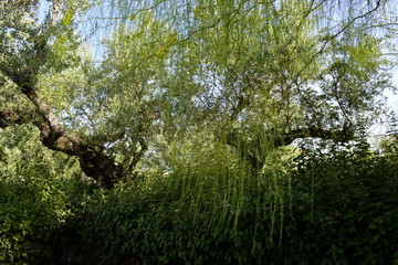 Fototapete bei efototapeten.de bestellen   