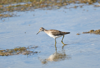 Bruchwasserläufer 