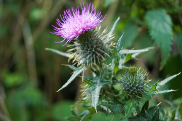 A wild purple thistle flower