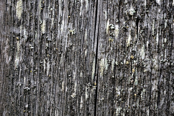 moss on an old peeling wooden surface