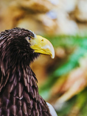 Beautiful close-up shot of a Steller's Sea Eagle. Scientific name: Haliaeetus pelagicus.
