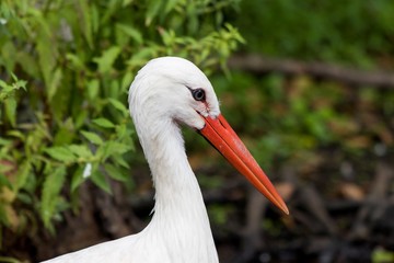 Portrait of european white stork