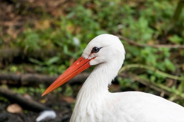 Portrait of european white stork