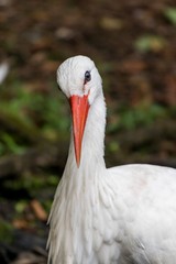 Portrait of european white stork