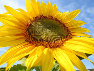 Naklejka premium The sun flower under a blue sky