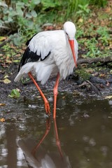 European white stork wading through flooding looking for food