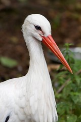 portrait of European white stork