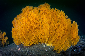 Cold water sea fan (Paramuricea placomus) in Trondheimfjord