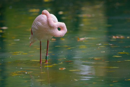 Greater flamingo is resting (Phoenicopterus roseus)