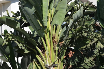 Banana leaves, tree in the garden