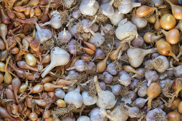 Many heads of garlic and onions after harvesting vegetables