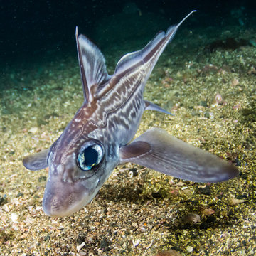 Rabbit Fish (Chimaera Monstrosa) In Trondheimfjord