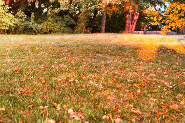 City park with yellow leaves. Autumn decor. Close-up