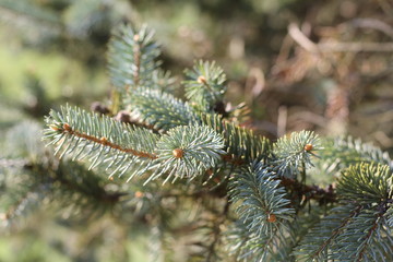 pine tree