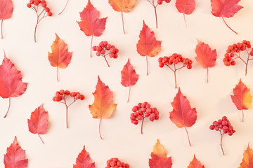 Flat lay pattern with colorful autumn leaves and berries on a color background