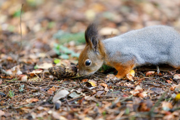 Closeup of squirrel looking for food on the ground
