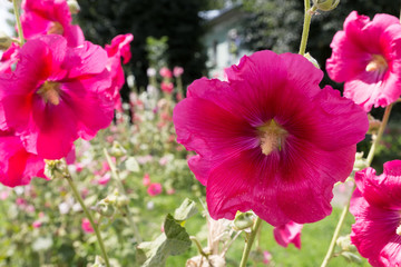 Naklejka premium Purple (pink) mallow flowers.