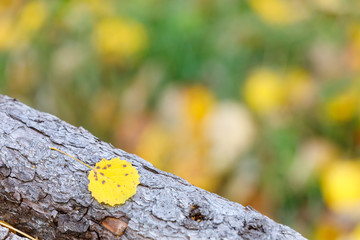 Yellow birch tree leaf on a tree log