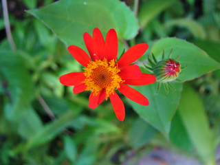 Atlantic Forest flowers and plants. Common species of Rio de Janeiro region.
