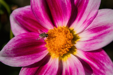 A fly (Hylemya vagans) sits on a pink Georgine flower. Insect closeup.