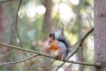 Gray squirrel on a tree branch