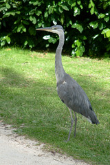 grey crowned crane on grass