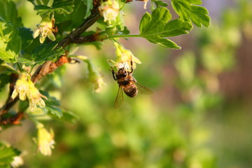 Bee sits on a flower of gooseberry bush and collects pollen on spring sunny day