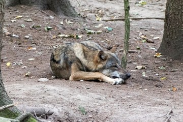 close up portrait of a grey wolf (canis lupus) also know as Timber wolf in forest during the summer months