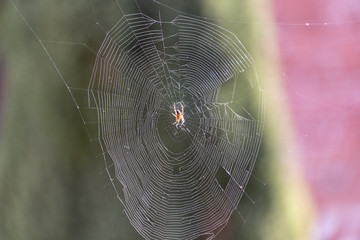 spider web or thin web made up of microscopic threads that spiders weave in order to trap their prey, usually insects